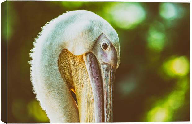 Wild Pelican Portrait Canvas Print by Radu Bercan