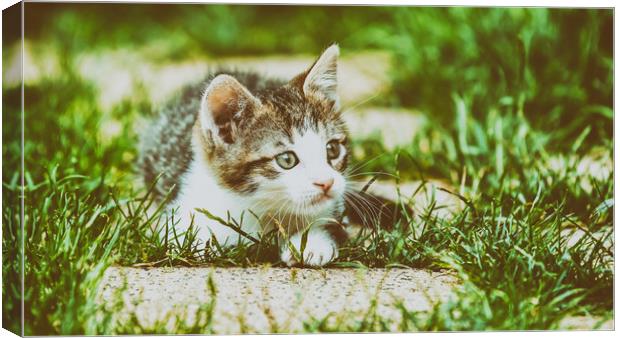 Baby Cat Playing In Grass Canvas Print by Radu Bercan