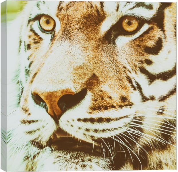 Wild Young Tiger (Panthera Tigris) Portrait Canvas Print by Radu Bercan