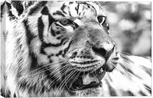 Wild Young Tiger (Panthera Tigris) Portrait Canvas Print by Radu Bercan