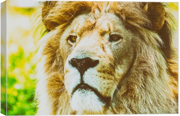 Wild Lion King Feline In Safari Portrait Canvas Print by Radu Bercan