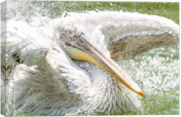 White Pelican Bird In Wilderness Delta Water Canvas Print by Radu Bercan