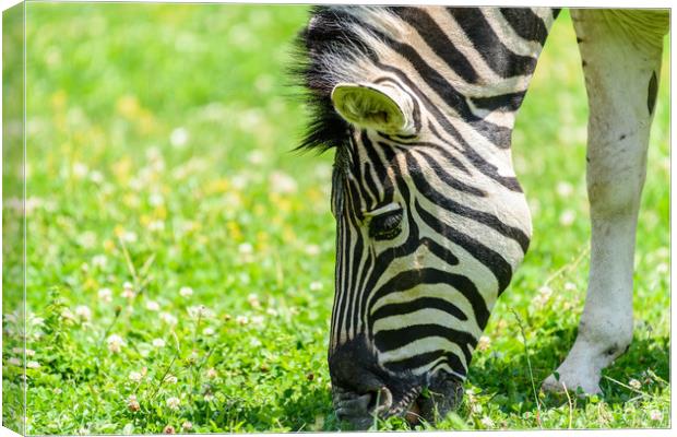 Wild Zebra Grazing On Fresh Green Grass Field Canvas Print by Radu Bercan