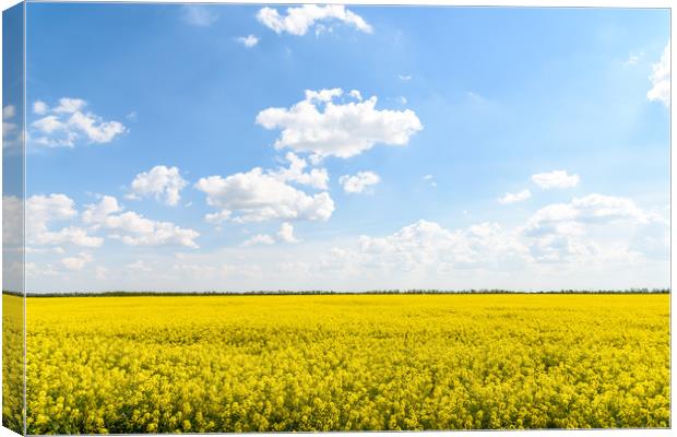 Yellow Rapeseed Flowers Field With Blue Sky Canvas Print by Radu Bercan