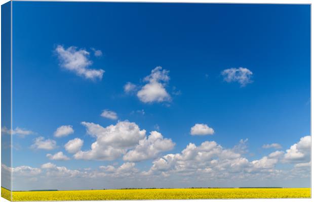 Yellow Rapeseed Flowers Field With Blue Sky Canvas Print by Radu Bercan