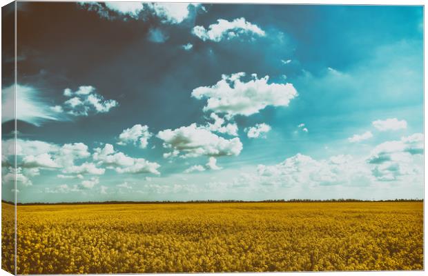 Yellow Rapeseed Flowers Field With Blue Sky Canvas Print by Radu Bercan