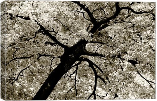 Tree Foliage Abstract Canvas Print by Radu Bercan