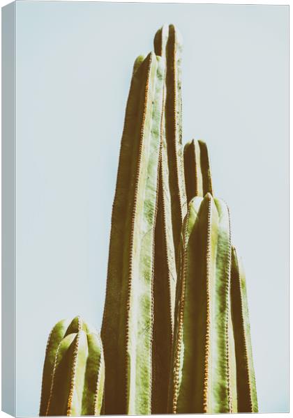 Green Cactus Fields In Summer Canvas Print by Radu Bercan