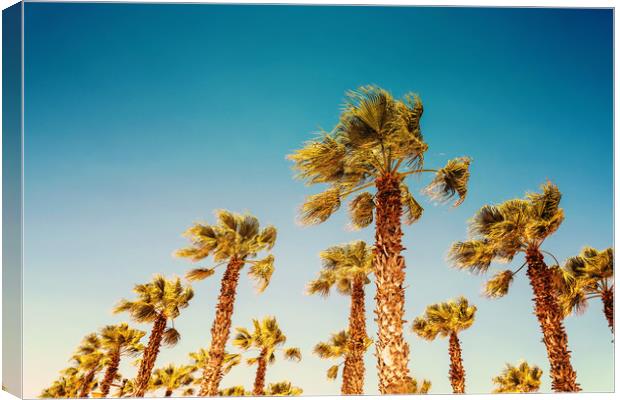 Green Palm Trees On Clear Blue Sky Canvas Print by Radu Bercan