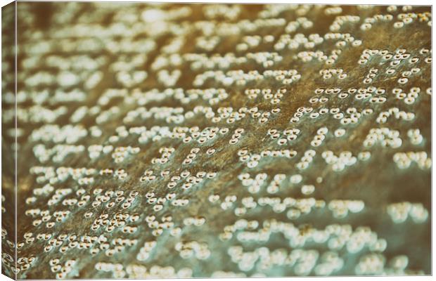 Braille Text Writing On Stone Canvas Print by Radu Bercan