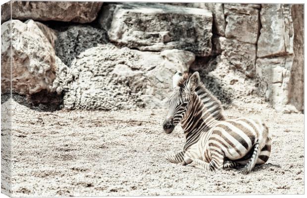 Baby Zebra In African Savanna Canvas Print by Radu Bercan
