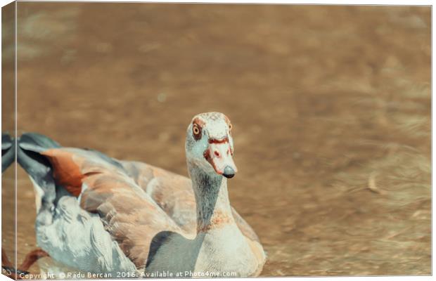 Wild Duck Swimming On Water Canvas Print by Radu Bercan