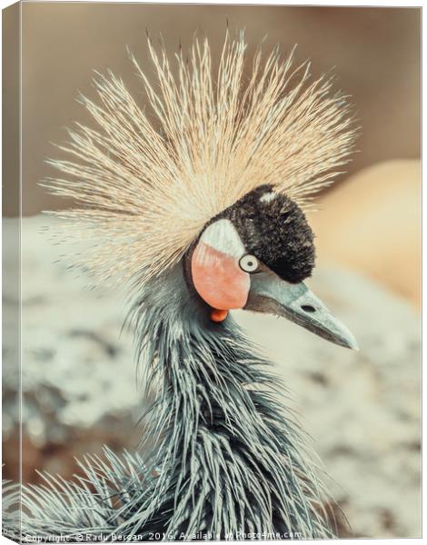Black Crowned Crane (Balearica Pavonina) Bird Canvas Print by Radu Bercan