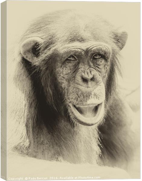 African Chimpanzee Portrait Canvas Print by Radu Bercan