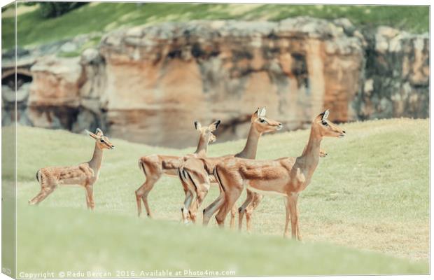 African Impala (Aepyceros Melampus) Antelope Canvas Print by Radu Bercan