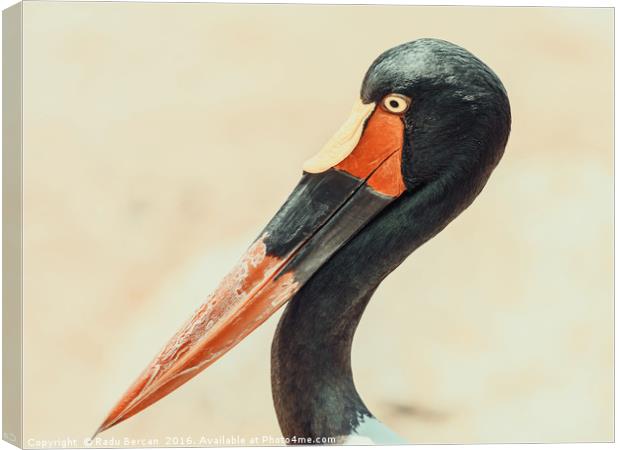 Saddlebill Stork Bird Portrait Canvas Print by Radu Bercan