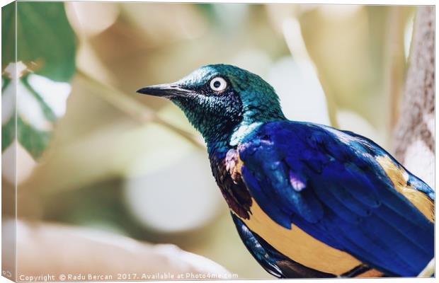 Golden Breasted Starling Bird Portrait Canvas Print by Radu Bercan