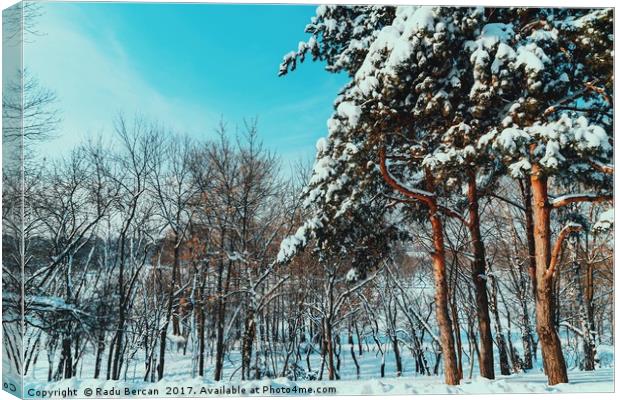 Forest Trees Covered With White Winter Snow Canvas Print by Radu Bercan