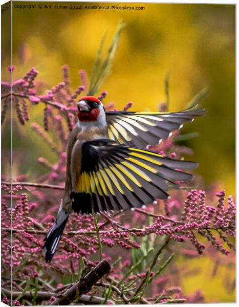 Goldfinch in action Canvas Print by Rob Lucas