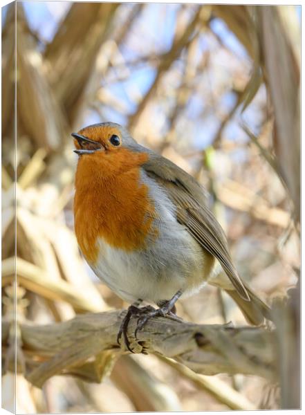 Robin singing while perched on a tree branch Canvas Print by Rob Lucas