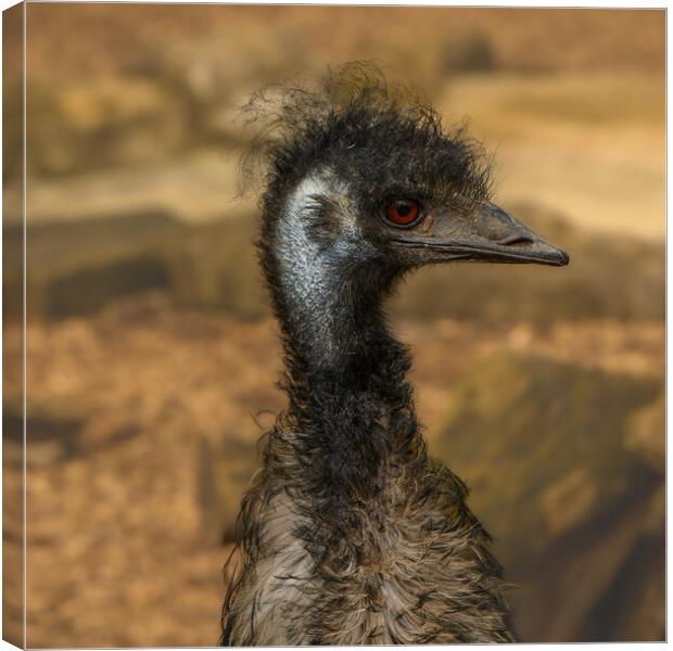 Emu the punk rocker of  the bird world Canvas Print by Rob Lucas