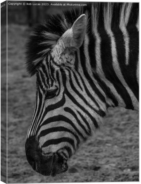 Profile of a Zebra Canvas Print by Rob Lucas