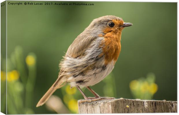Windswept Robin Canvas Print by Rob Lucas
