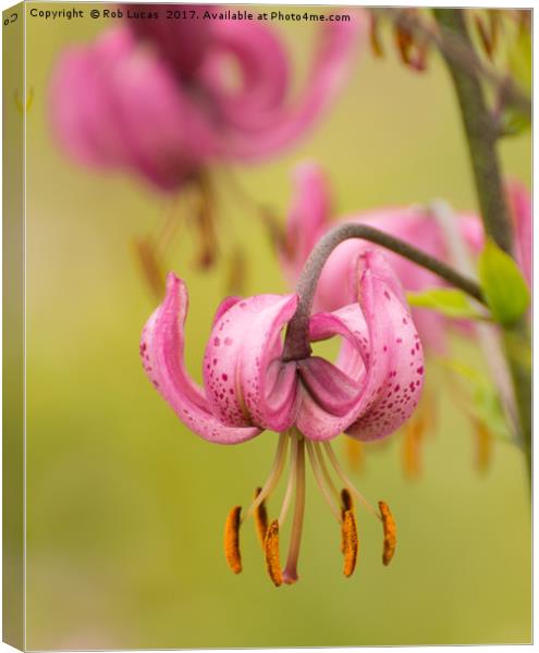 Pink Lilly Canvas Print by Rob Lucas