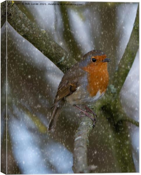 Robin in snow Canvas Print by Rob Lucas