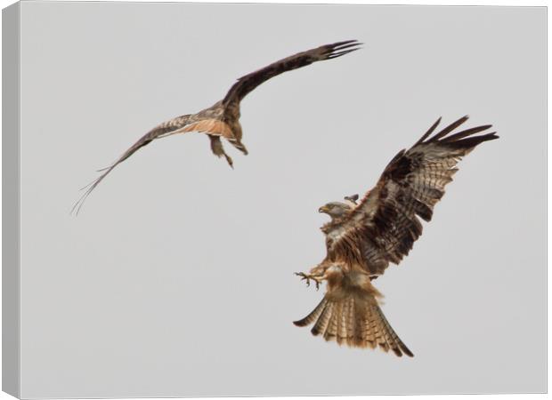 Red Kites Fighting Canvas Print by Nick Dyte