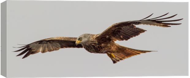 Red Kite Soaring Canvas Print by Nick Dyte