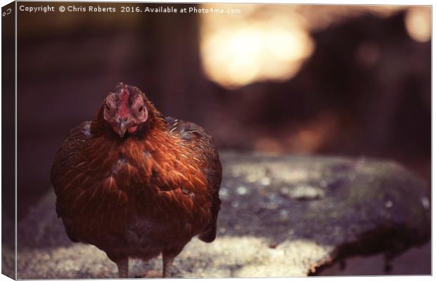Hen at the farm Canvas Print by Chris Roberts