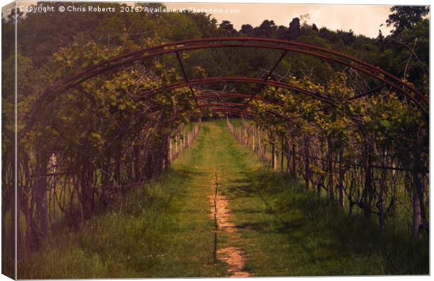 Vineyard in Kent Canvas Print by Chris Roberts