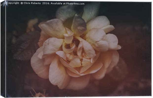 Mystical Cream Flower in the Summer Canvas Print by Chris Roberts