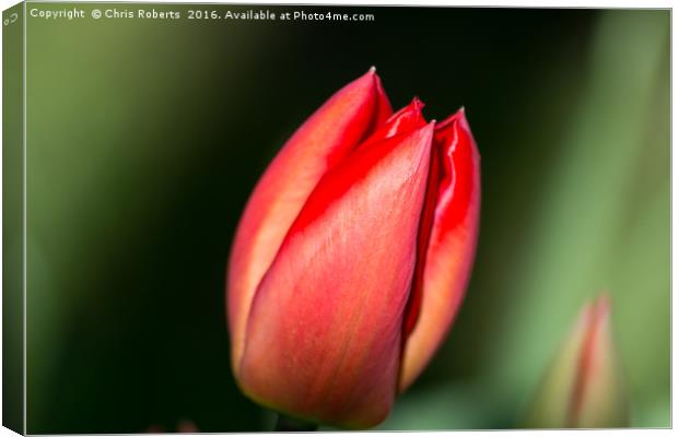 Single Red Flower Canvas Print by Chris Roberts