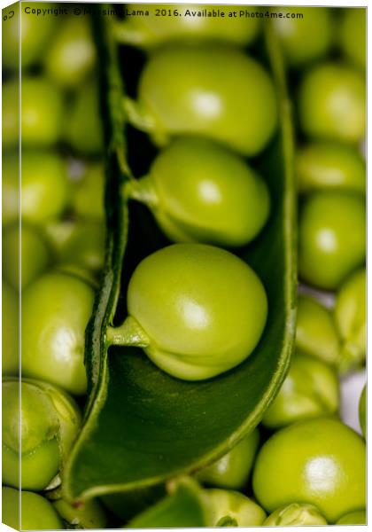 fresh green peas Canvas Print by Massimo Lama