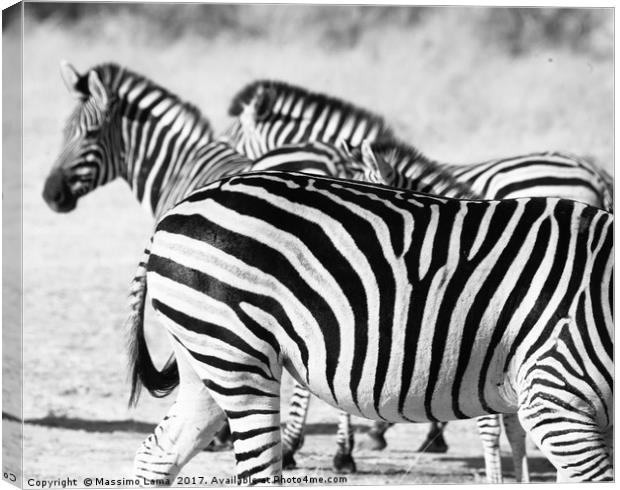 zebra in Botswana Canvas Print by Massimo Lama
