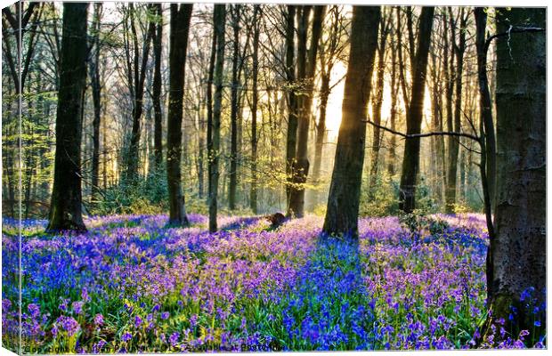 Bluebells at Micheldever Canvas Print by Julian Paynter