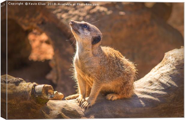 Captured Essence of a Meerkat Canvas Print by Kevin Elias