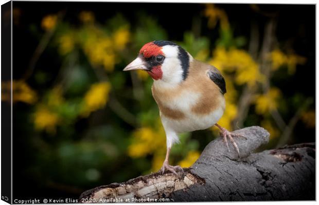 GOLDFINCH Canvas Print by Kevin Elias