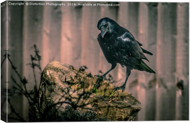 Crow Canvas Print by Distortion Photography
