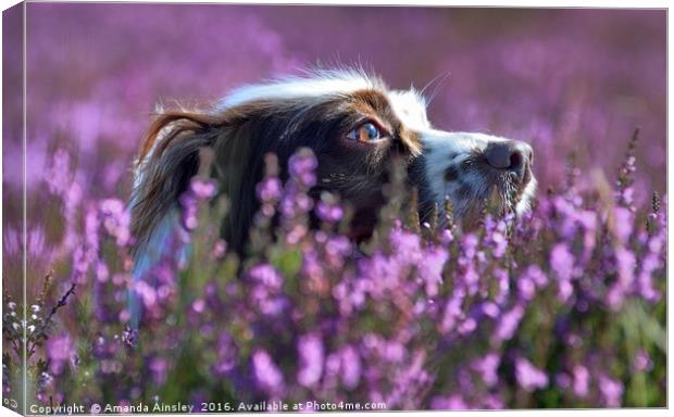 Moorland Milly                     Canvas Print by AMANDA AINSLEY