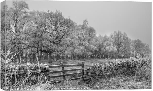 Freezing Fog in Teesdale Canvas Print by AMANDA AINSLEY