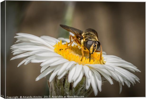 Portrait of a Hover Fly Canvas Print by AMANDA AINSLEY