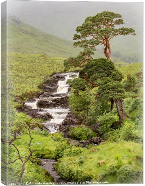 Caledonian Scots Pines of Cona Glen Canvas Print by AMANDA AINSLEY