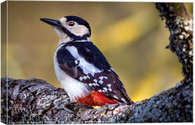 Great Spotted Woodpecker  Canvas Print by AMANDA AINSLEY