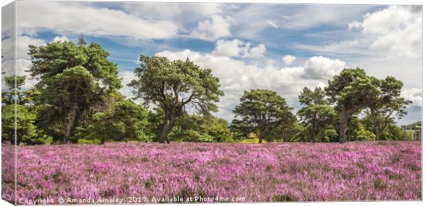 Teesdale Heather Canvas Print by AMANDA AINSLEY