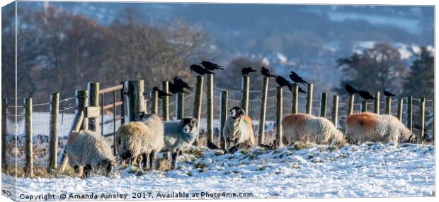 Sheep and Rooks  Canvas Print by AMANDA AINSLEY