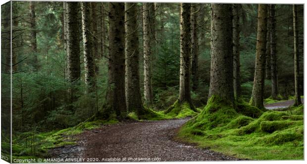 The Enchanting Woodland of Whinlatter Canvas Print by AMANDA AINSLEY