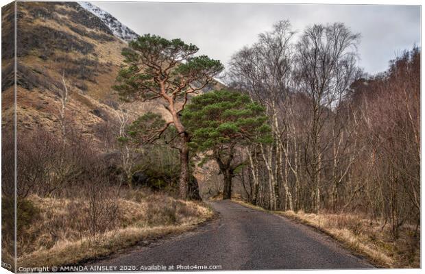 Scots Pines up Glen Nevis Canvas Print by AMANDA AINSLEY
